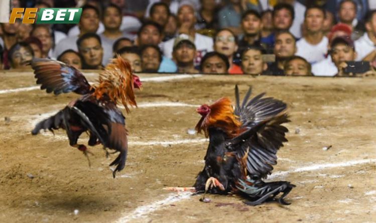 Ưu điểm chỉ có ở Đá Gà Philippines