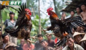 Những điều cần biết về Đá Gà Shamo Febet là gì?