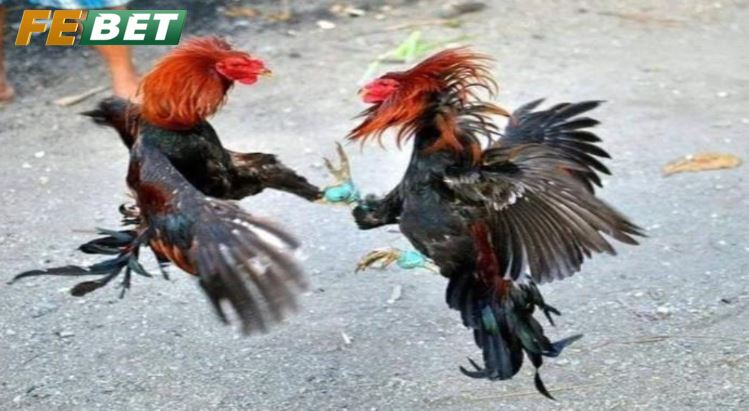 Sử dụng các loại hạt như ngô, lúa mì làm thực phẩm chính cho Đá Gà Shamo Febet