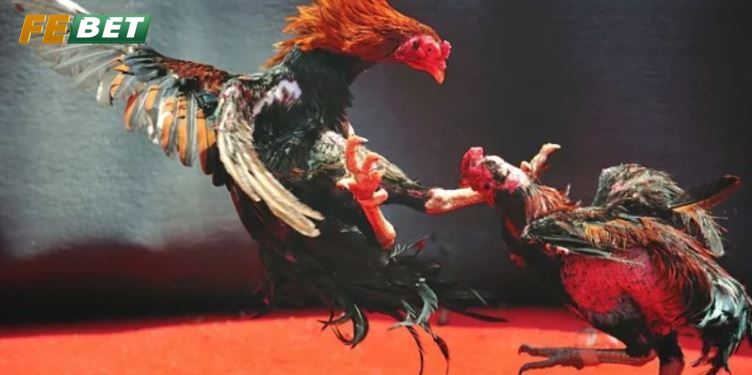 Đa dạng trận đá kê Thomo