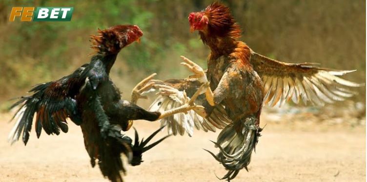 Cách nhận định thắng thua Đá Gà Thomo