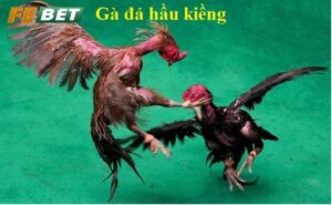 Gà Đá Hầu Kiềng là gì?
