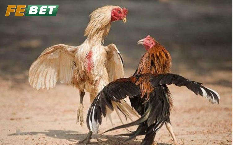 Ba loại Gà Đá Hầu Kiềng hot nhất hiện nay